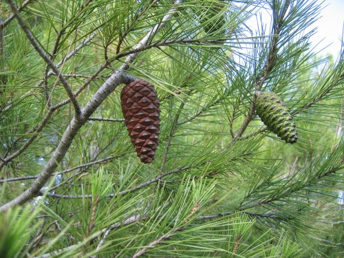 Ekstrak Pohon Pinus Pulihkan Cedera Otak